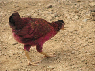 01 Poulet Teint